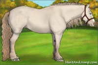 Horse Color:Perlino Dun 