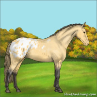 Horse Color:Buckskin Appaloosa 