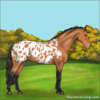 Horse Color:Bay Appaloosa 