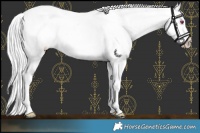Horse Color:Chocolate Silver Bay Chinchilla Appaloosa 