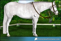 Horse Color:Chocolate Silver Buckskin Chinchilla Dun Sabino Rabicano