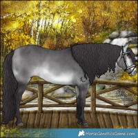 Horse Color:Buckskin Chinchilla 