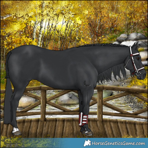 Horse Color:Black Chinchilla 