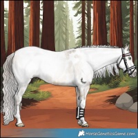 Horse Color:Gray Amber Cream Champagne Roan Tobiano Frame Near Leopard 