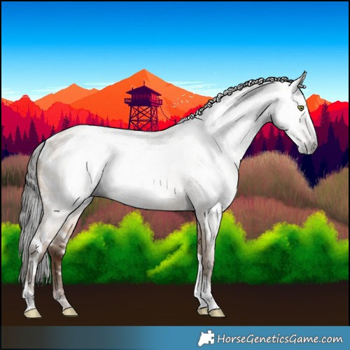 Horse Color:Gray Amber Champagne Roan Dun Tobiano Appaloosa 