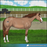 Horse Color:Red Dun 