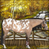 Horse Color:Gray Amber Champagne Roan Tobiano Frame Appaloosa