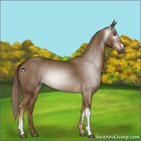 Horse Color:Gray Chestnut 