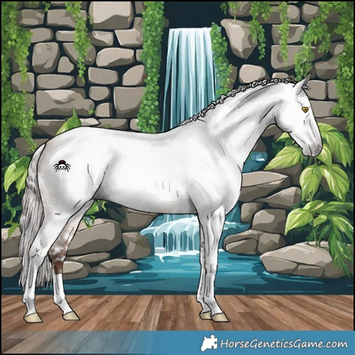 Horse Color:Gray Amber Champagne Roan Tobiano Appaloosa 