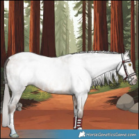 Horse Color:Gray Amber Champagne Roan Tobiano Frame Appaloosa 