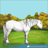 Horse Color:Gray Amber Cream Champagne Roan Tobiano Frame Leopard 