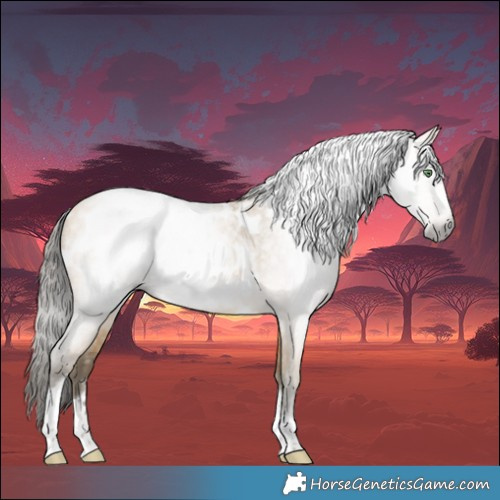 Horse Color:Gray Amber Cream Champagne Roan Tobiano Frame Appaloosa 