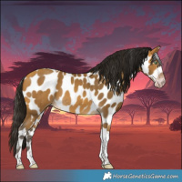 Horse Color:Gray Amber Cream Champagne Tobiano Appaloosa 