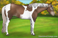 Horse Color:Gray Silver Black Pearl Tobiano