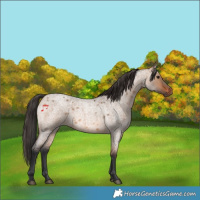 Horse Color:Bay Roan Dun 