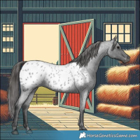 Horse Color:Blue Roan Appaloosa 