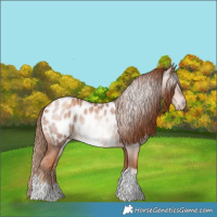 Horse Color:Gray Gold Champagne Roan Tobiano Frame Appaloosa 