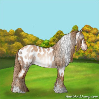 Horse Color:Gray Gold Champagne Roan Tobiano Appaloosa