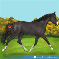 Horse Color:Smoky Black 