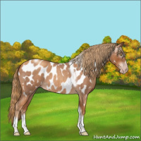 Horse Color:Gray Gold Champagne Roan Tobiano Frame Near Leopard 