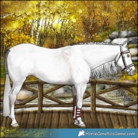 Horse Color:Gray Amber Champagne Roan Tobiano Frame Appaloosa 