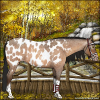 Horse Color:Gray Amber Champagne Roan Tobiano Frame Appaloosa 