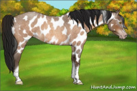 Horse Color:Gray Amber Champagne Roan Tobiano Frame Appaloosa 