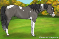 Horse Color:Grullo Splash Tobiano 