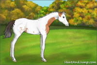 Horse Color:Bay Splash Tobiano Appaloosa 