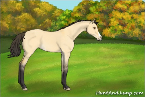 Horse Color:Buckskin Dun 