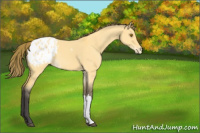 Horse Color:Buckskin Dun Appaloosa 