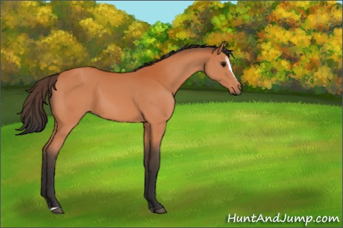 Horse Color:Bay Sabino 