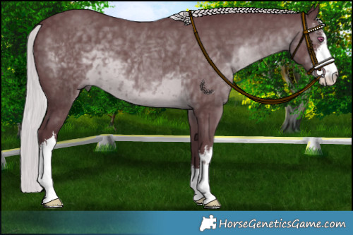 Horse Color:White Spotted Chocolate Silver Black Chinchilla