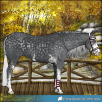 Horse Color:Silver Black Chinchilla Sabino