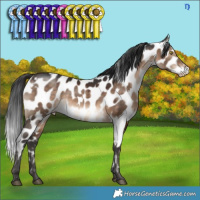 Horse Color:White Spotted Brown Dun Near Leopard 