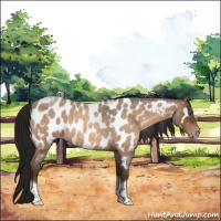 Horse Color:Gray Amber Champagne Roan Tobiano Frame Appaloosa 