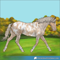Horse Color:Gray Gold Cream Champagne Roan Tobiano Frame Appaloosa 