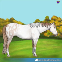 Horse Color:Gray Gold Champagne Roan Tobiano Frame Appaloosa