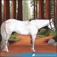 Horse Color:Gray Gold Champagne Roan Tobiano Frame Near Leopard 