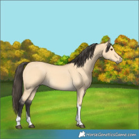 Horse Color:Buckskin Dun Tobiano 