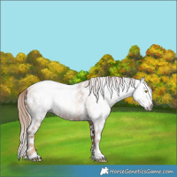 Horse Color:Gray Gold Champagne Roan Tobiano Frame Appaloosa 