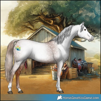 Horse Color:Gray Chestnut Splash Tobiano 