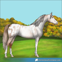 Horse Color:Gray Gold Champagne Roan Tobiano Frame Appaloosa