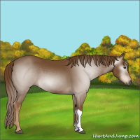 Horse Color:Gray Chestnut 