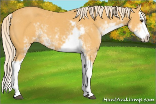 Horse Color:Palomino Sabino Splash 