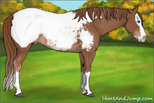 Horse Color:Chestnut Sabino Splash Appaloosa 