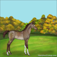 Horse Color:Gray White Spotted Chocolate Brown Dun Tobiano Rabicano