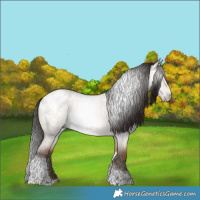 Horse Color:Gray Amber Champagne Roan Dun Tobiano Frame Appaloosa 