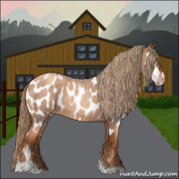Horse Color:Gray Gold Champagne Roan Tobiano Frame Appaloosa 