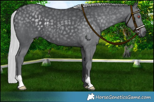 Horse Color:Silver Black Chinchilla